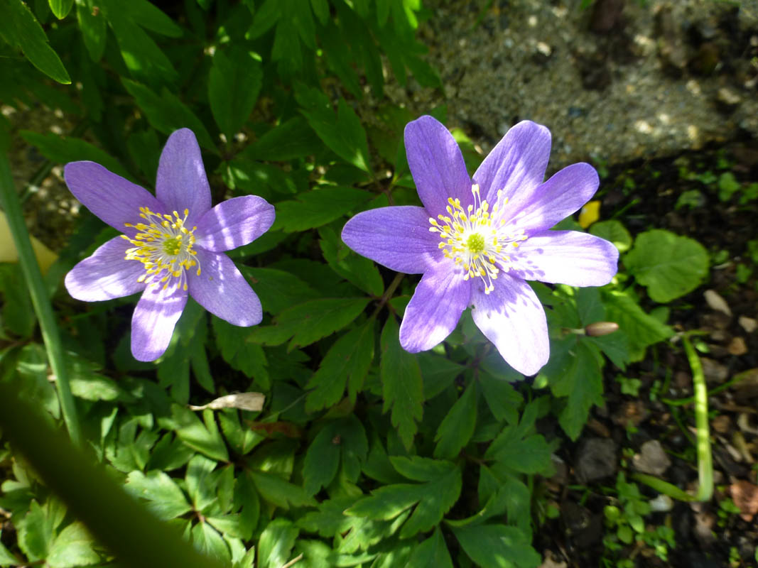 Anemone nemorosa 'Allenii'